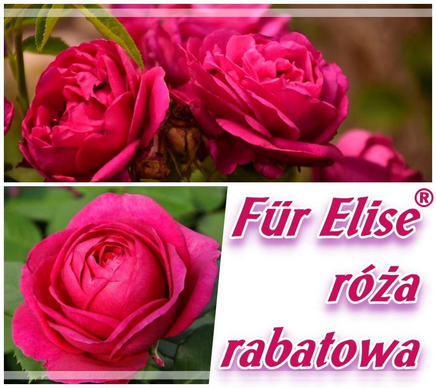 Fur Elise róże rabatowe